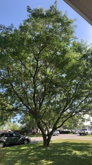 Gleditsia triacanthos