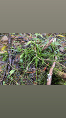 Isoetes brasiliensis