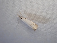 Crambus albellus