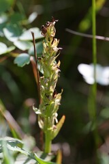 Platanthera aquilonis
