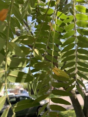 Gleditsia triacanthos