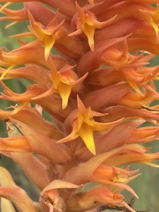 Dichromanthus cinnabarinus