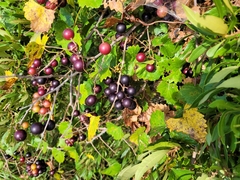 Vitis rotundifolia