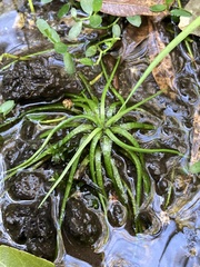 Isoetes brasiliensis