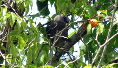 Thraupis sayaca