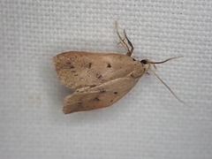 Machimia tentoriferella