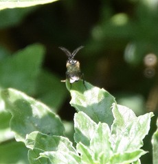 Schizocerella pilicornis