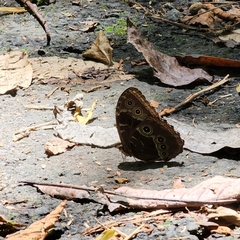 Satyrinae
