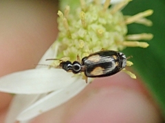 Lebia