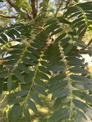 Gleditsia triacanthos