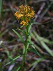 Solidago riddellii