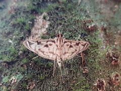 Rhimphalea
