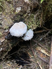 Fuscopostia fragilis