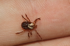 Amblyomma maculatum
