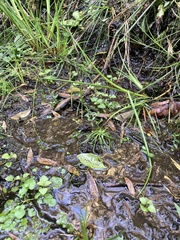 Isoetes brasiliensis