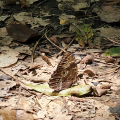 Satyrinae