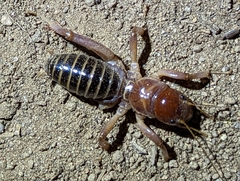 Ammopelmatus