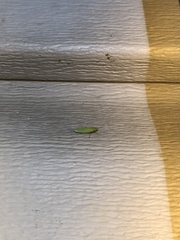 Draeculacephala antica