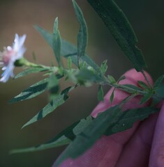 Symphyotrichum ontarionis