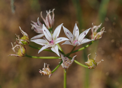 Allium rhizomatum