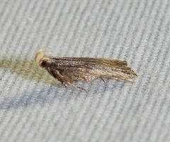 Dichomeris costarufoella