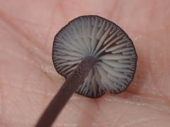 Entoloma serrulatum