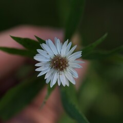 Symphyotrichum ontarionis