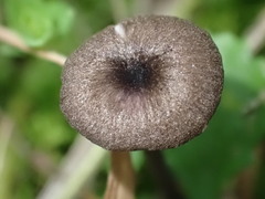 Entoloma serrulatum