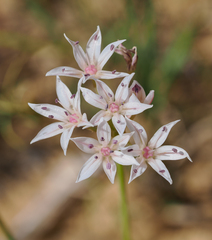 Allium rhizomatum