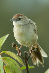 Cincloramphus timoriensis