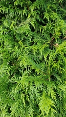 Thuja plicata