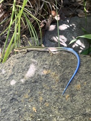 Plestiodon skiltonianus