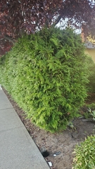 Thuja plicata