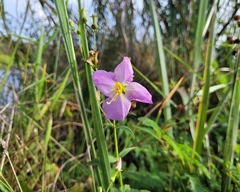 Rhexia nashii