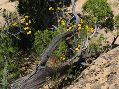 Hymenothrix dissecta