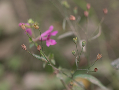 Stachys chamissonis