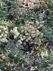 Sphaerophysa salsula