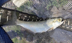 Hiodon alosoides