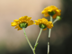 Hymenothrix dissecta