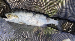 Hiodon alosoides