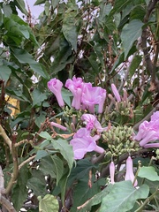 Podranea ricasoliana
