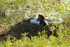 Anseranas semipalmata