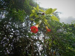 Brugmansia sanguinea