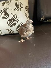 Coturnix