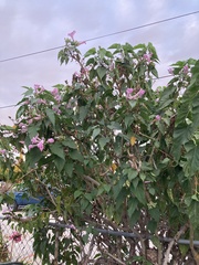 Podranea ricasoliana