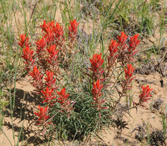 Castilleja integra