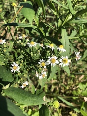 Symphyotrichum ontarionis