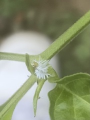 Cryptolaemus