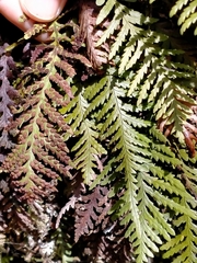 Notogrammitis heterophylla