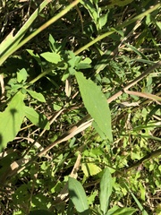 Symphyotrichum ontarionis